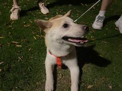 -泰州凤城河风景区-泰山公园