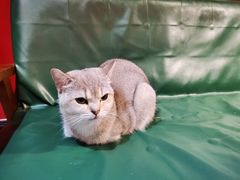 -猫色咖啡·猫咖