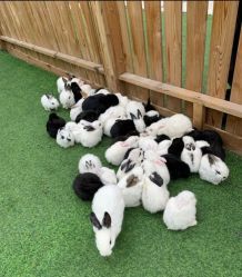 -萌宠亲子动物乐园(槐房万达店)