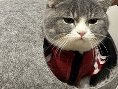 -柴迷FANS CLUB·柴犬狗咖·猫咖