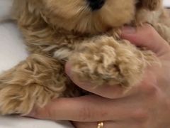 -翊宠yipet猫狗购宠庄园犬舍•猫舍