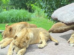 -北京野生动物园