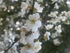 -荔枝公园(福田区)
