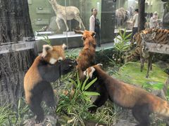 -国家自然博物馆