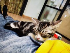 -酷豆宠物咖啡·宠物美食·撸猫馆