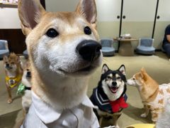 -逗柴咖啡屋·狗咖猫咖宠物桌游
