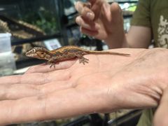 -酷以爬仙阁实体爬宠店·守宫·蜥蜴·专业繁育