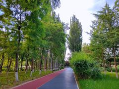 -大兴滨河森林公园