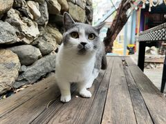 -喵屿·大理花园猫咖