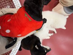 -和它·交个朋友·狗咖猫咖(爱琴海店)