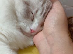 -Bastet sally猫舍购宠(静安店)