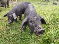 -硗碛藏寨·神木垒景区