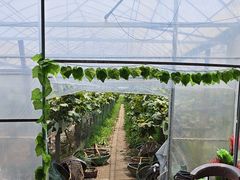 -马陆小张葡萄园农家乐