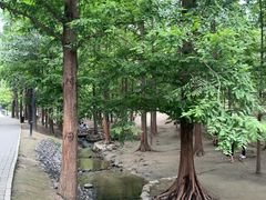 -白水寺森林公园