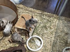 -酷以爬仙阁实体爬宠店·守宫·蜥蜴·专业繁育