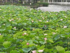 -荔湾湖公园