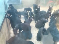 -东方熊牧场