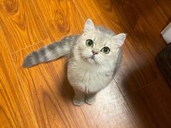 -东方名猫馆·英短金渐层布偶猫舍(环线广场1号楼店)