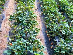 -昌平兴寿秀秀草莓采摘园