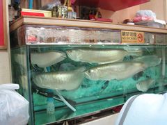 店堂内的龙鱼-文辉墨鱼丸大王(铜锣湾渣甸街总店)
