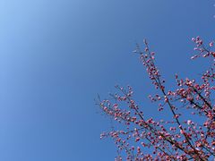 -铁山坪森林公园