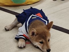 -逗柴咖啡屋·狗咖猫咖宠物桌游