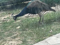 -祥源·阜阳生态乐园