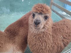 -栾川竹海野生动物园