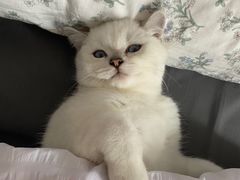 -lincat·猫舍(广州店)