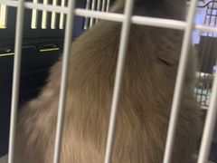-艾吉宠物医院·疑难杂症转诊中心·猫友好(碧江路院)
