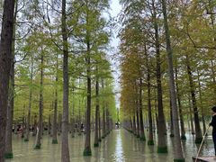 -泗洪洪泽湖湿地景区