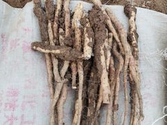 -解家河南菜(商鼎路店)