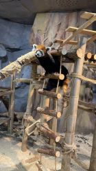 -Zoolung Zoolung动物主题公园(海信广场店)