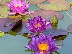 -国家植物园南园