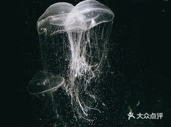 大阪海游馆是世界最大级别的水族馆，并以拥有巨大的鲸鲨