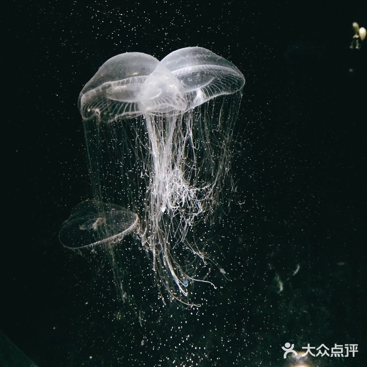 大阪海游馆不可错过