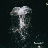 大阪海游馆不可错过