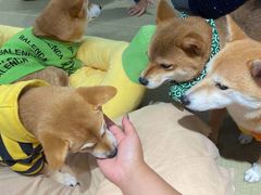 -逗柴咖啡屋·狗咖猫咖宠物桌游