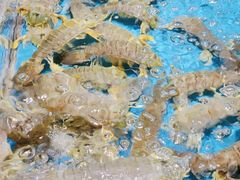 -徐记海鲜(大雁塔|金都店)