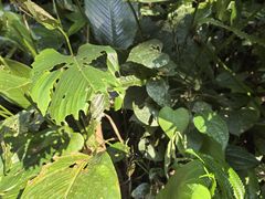 -西双版纳原始森林公园