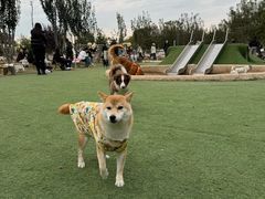 -爪吧宠物乐园 (温榆河示范区店)