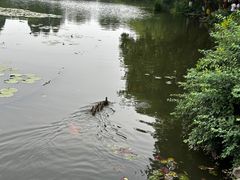 -西湖游船
