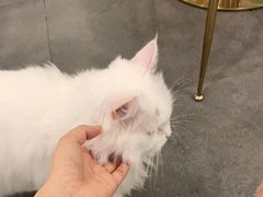 -飞行喵MR PILOT|猫舍·猫咖(静安大融城店)