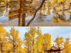 -金塔沙漠胡杨林景区