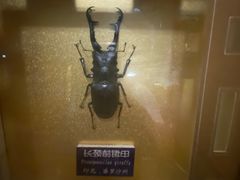 -上海大自然野生昆虫馆(东方明珠·爬宠昆虫探索中心)