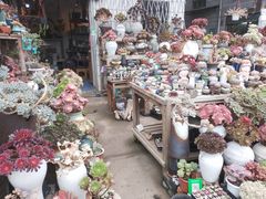 -桂林市花鸟市场