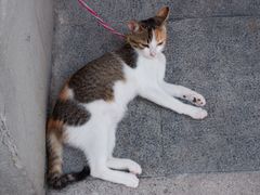 -老彬专工蚝烙糕粿