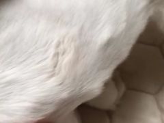 -联合动物医院(光谷诊疗中心)