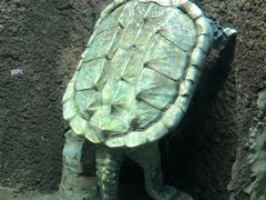 -太平洋海底世界