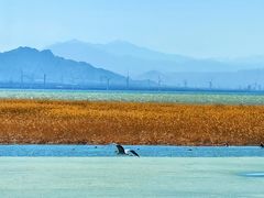 -野鸭湖国家湿地公园